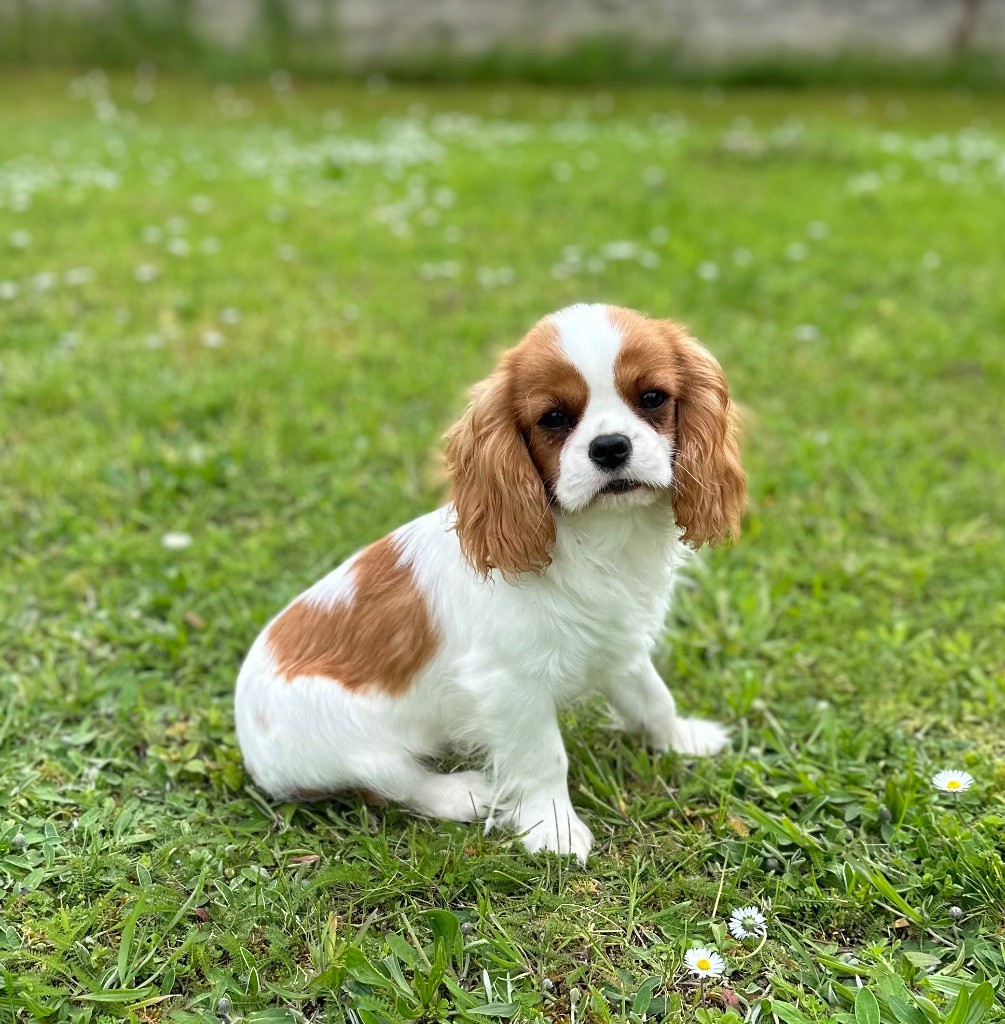 Sweet Baby Bear - Chiot disponible  - Cavalier King Charles Spaniel
