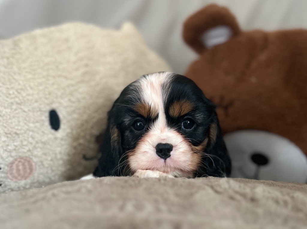 Sweet Baby Bear - Chiot disponible  - Cavalier King Charles Spaniel