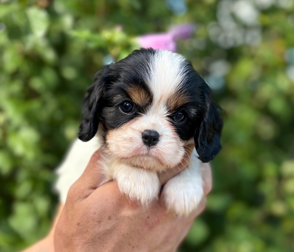 Sweet Baby Bear - Chiots disponibles - Cavalier King Charles Spaniel