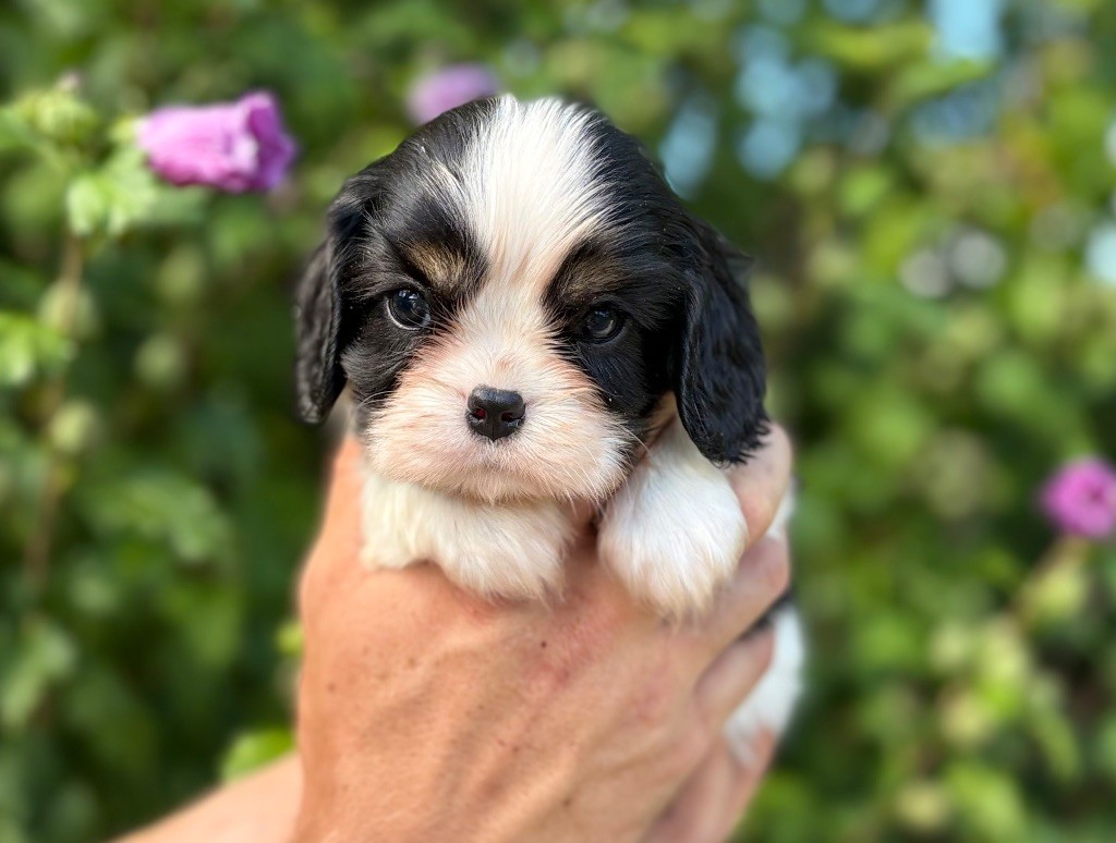 Sweet Baby Bear - Chiots disponibles - Cavalier King Charles Spaniel
