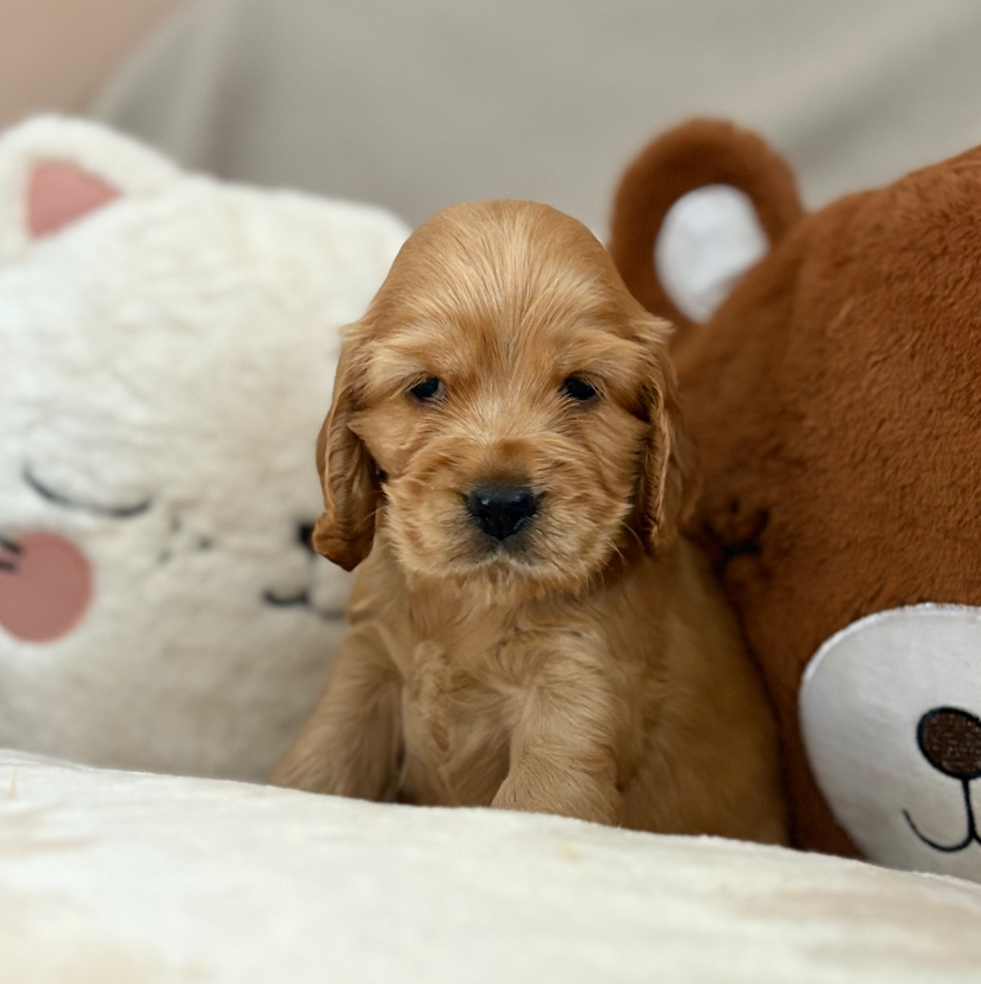 Sweet Baby Bear - Chiots disponibles - Cocker Spaniel Anglais