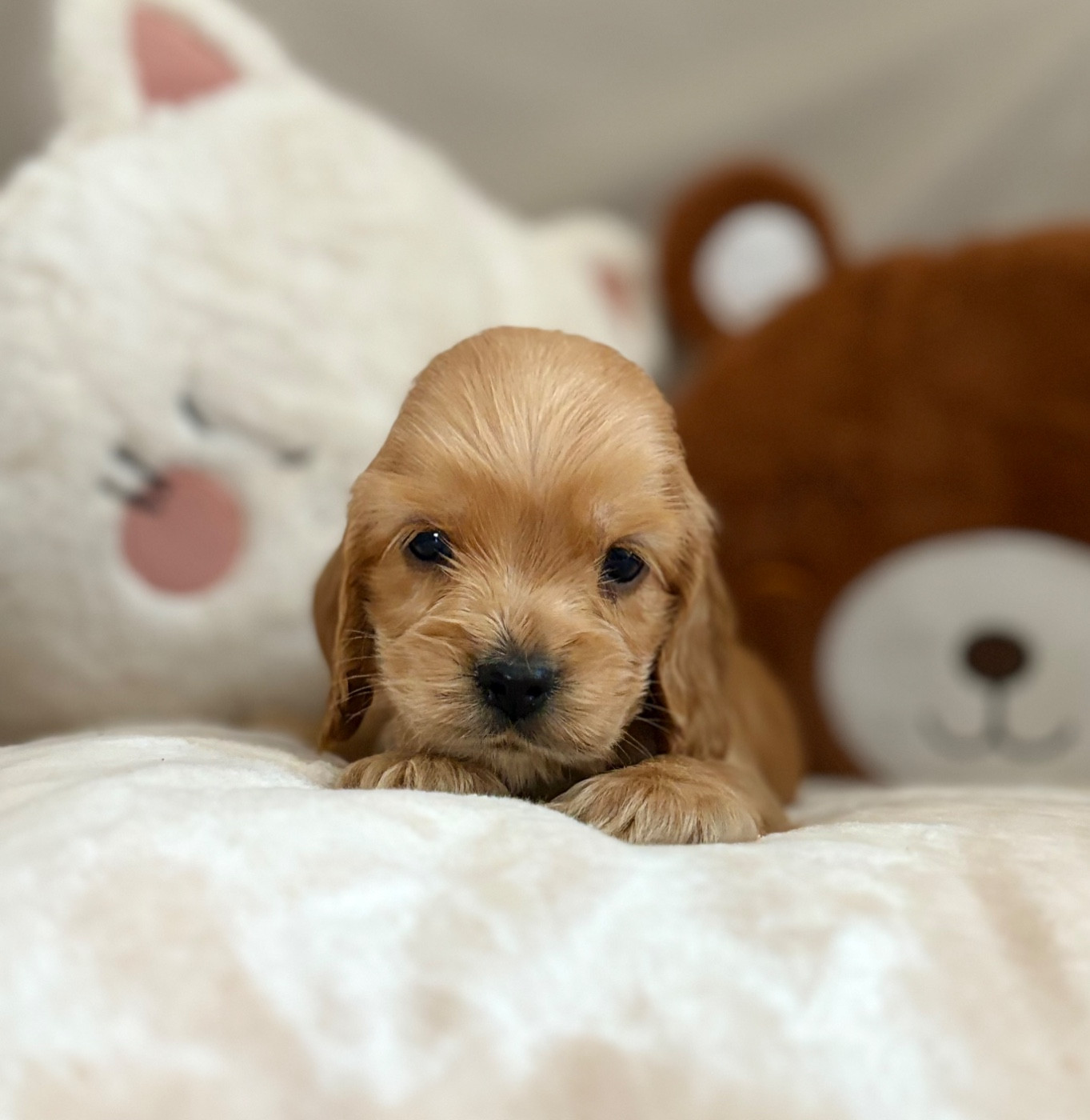 Sweet Baby Bear - Chiots disponibles - Cocker Spaniel Anglais