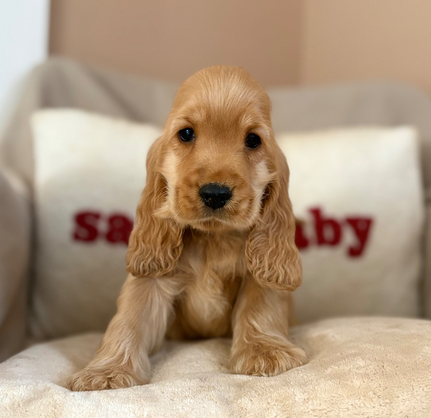 Sweet Baby Bear - Cocker Spaniel Anglais - Portée née le 10/09/2025