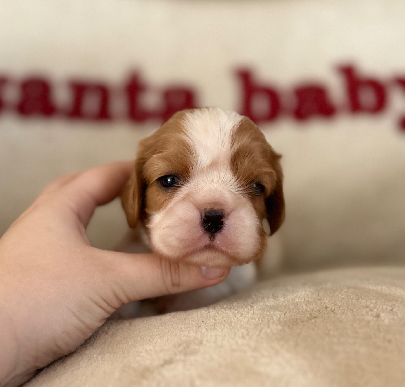 Sweet Baby Bear - Chiots disponibles - Cavalier King Charles Spaniel