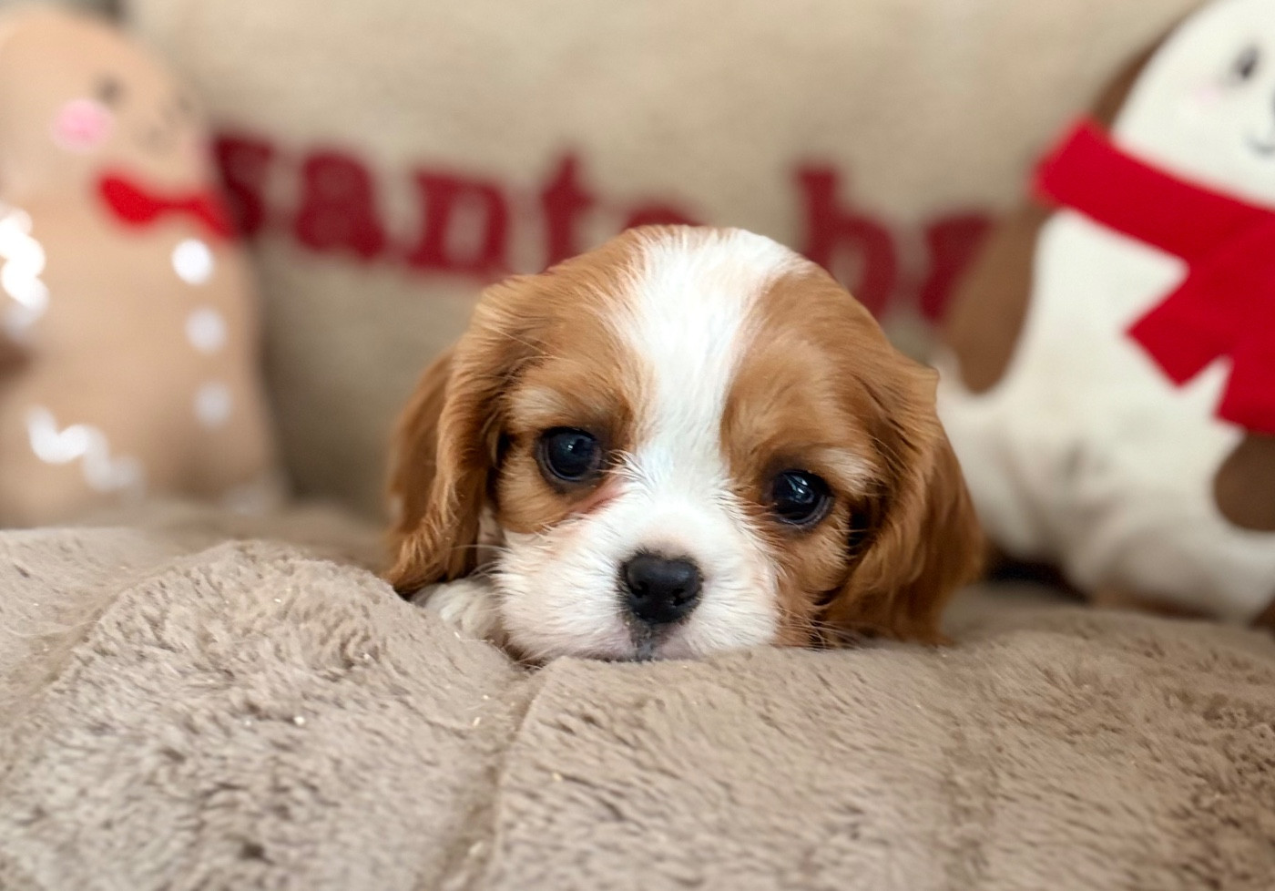 Sweet Baby Bear - Chiots disponibles - Cavalier King Charles Spaniel
