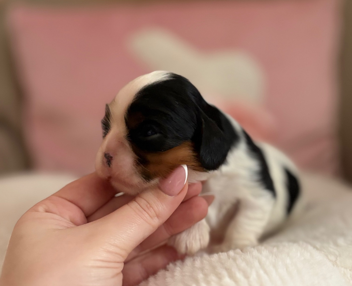 Sweet Baby Bear - Chiots disponibles - Cavalier King Charles Spaniel