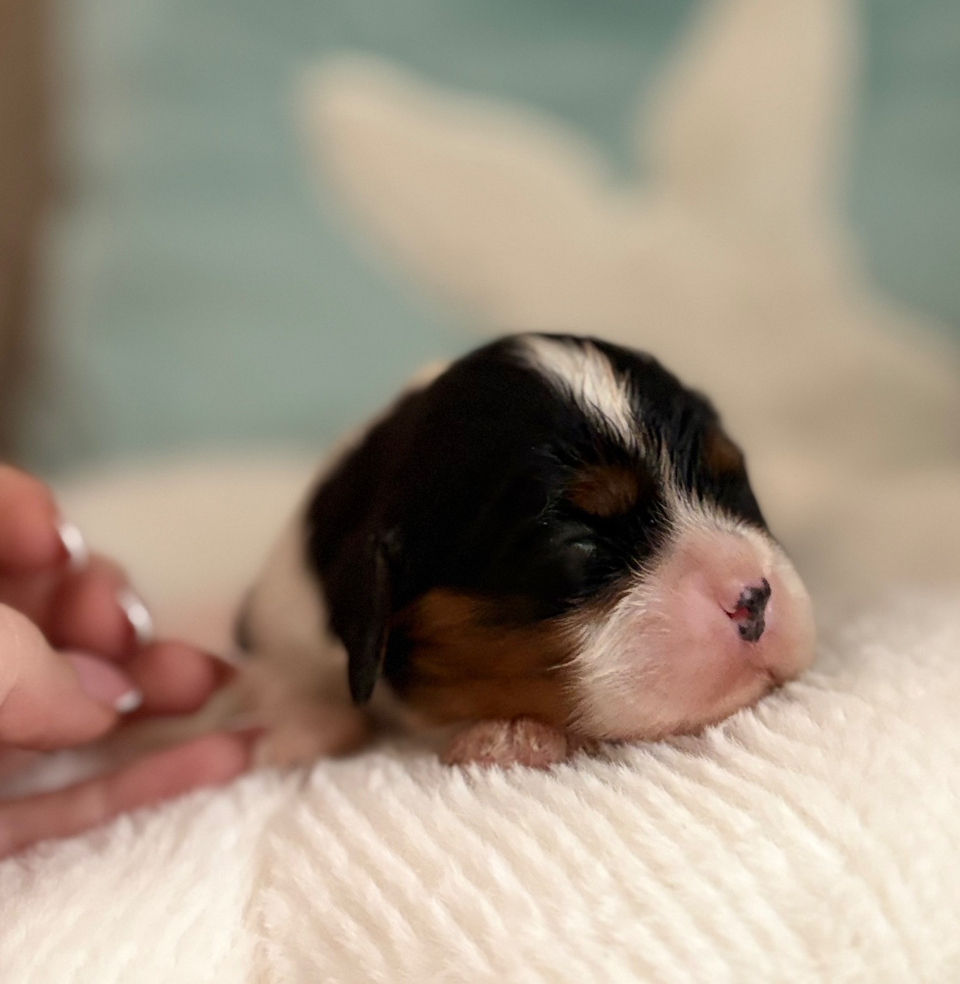 Sweet Baby Bear - Chiots disponibles - Cavalier King Charles Spaniel