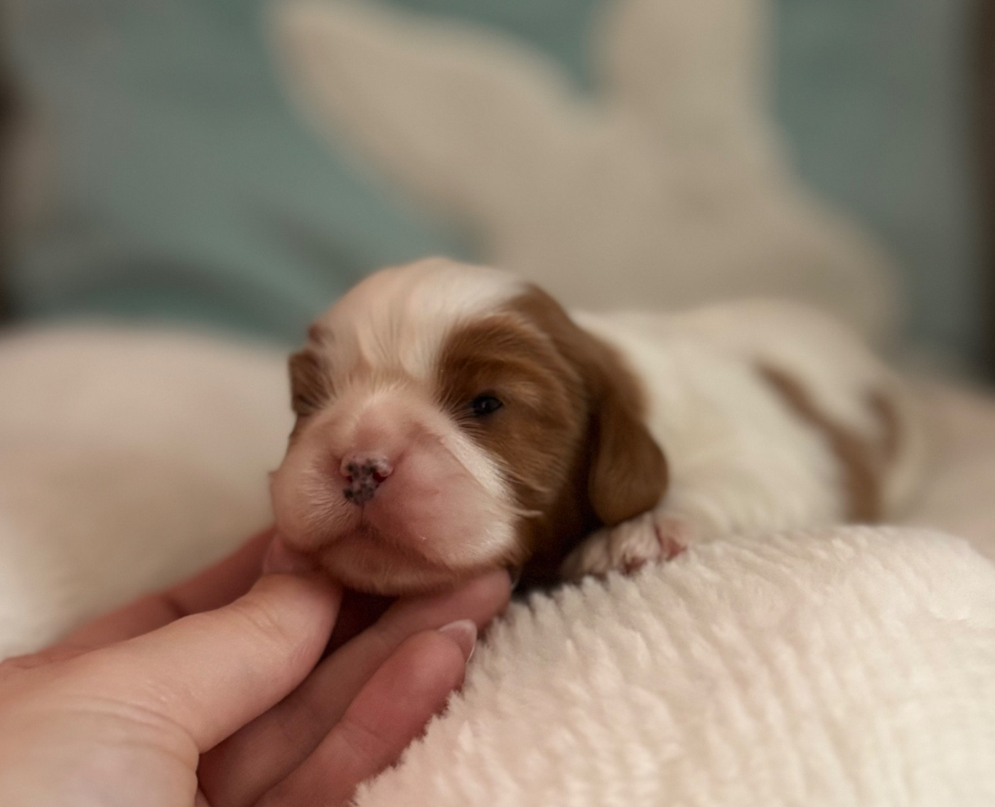 Sweet Baby Bear - Chiots disponibles - Cavalier King Charles Spaniel