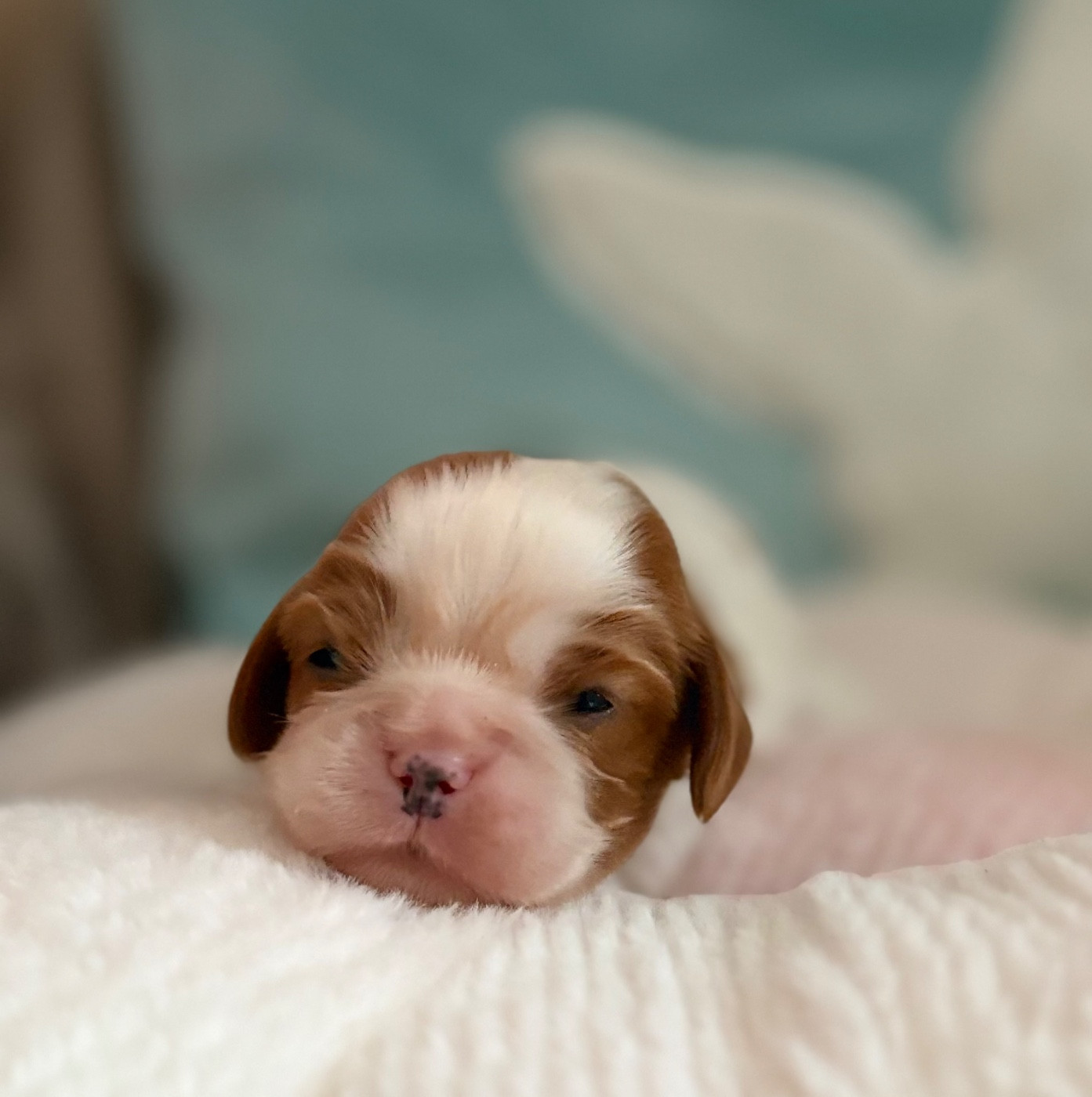 Sweet Baby Bear - Chiots disponibles - Cavalier King Charles Spaniel