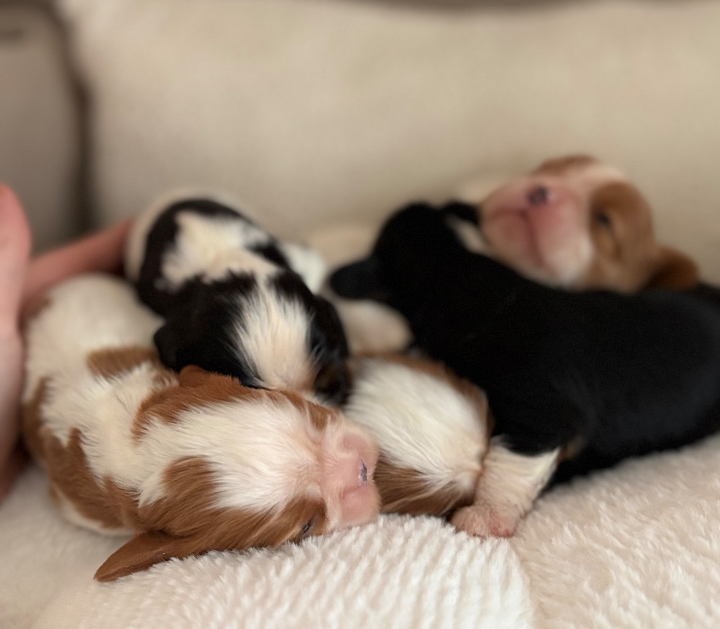 Chiot Cavalier King Charles Spaniel Sweet Baby Bear
