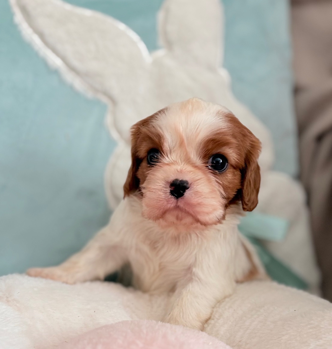 Sweet Baby Bear - Chiots disponibles - Cavalier King Charles Spaniel
