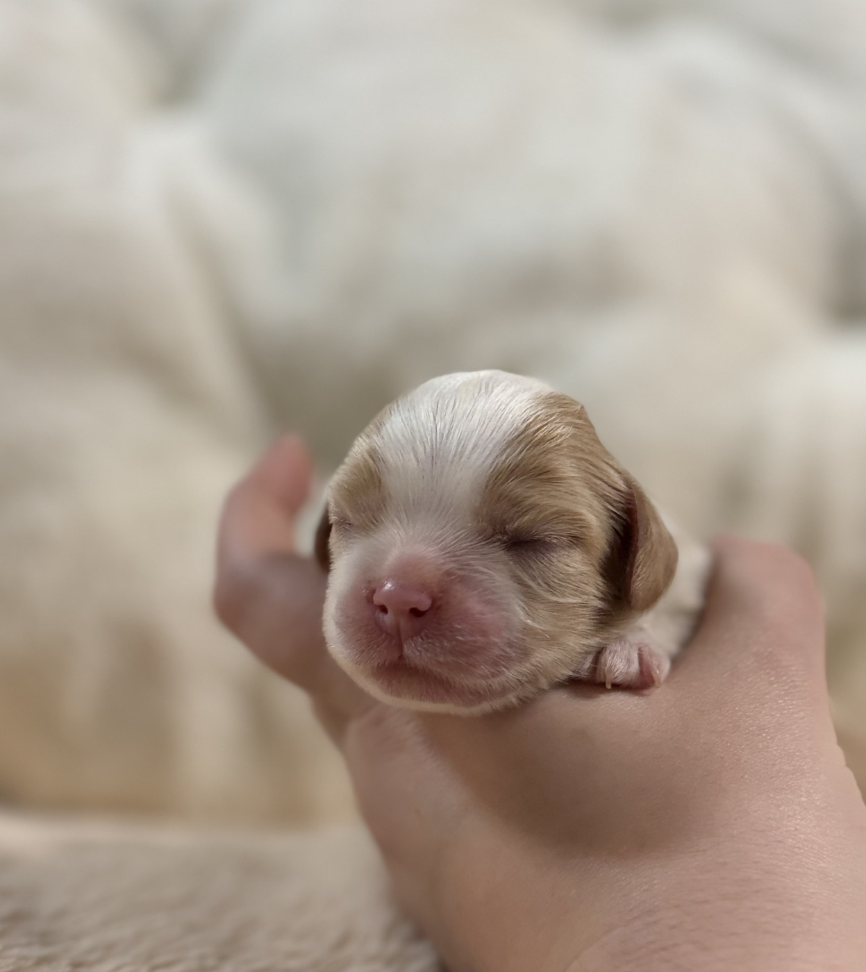 Sweet Baby Bear - Chiots disponibles - Cavalier King Charles Spaniel