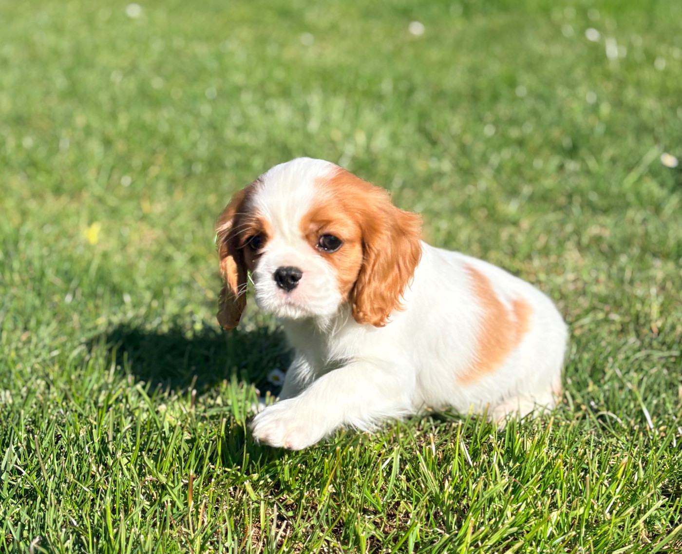 Sweet Baby Bear - Chiots disponibles - Cavalier King Charles Spaniel