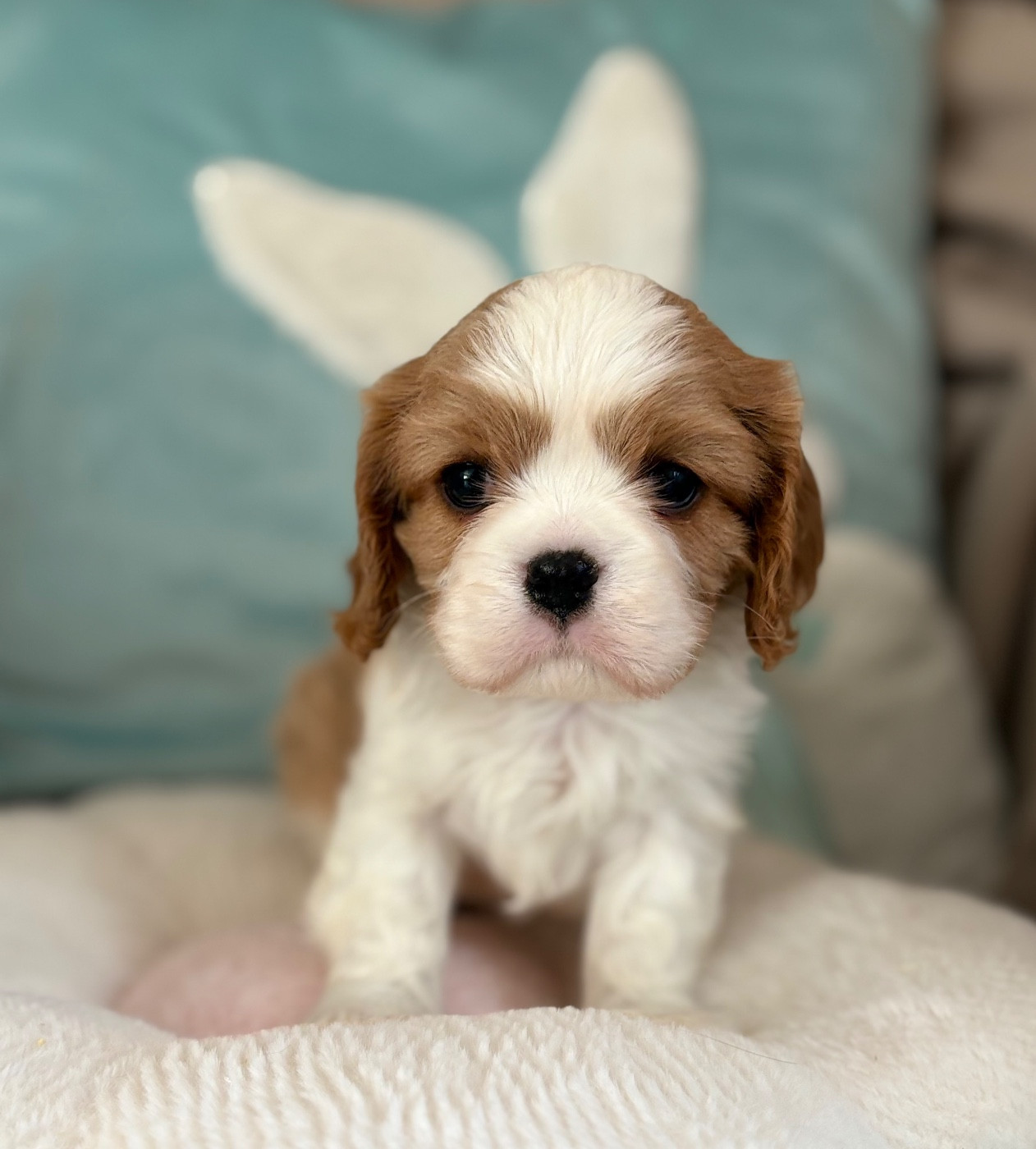 Sweet Baby Bear - Chiots disponibles - Cavalier King Charles Spaniel