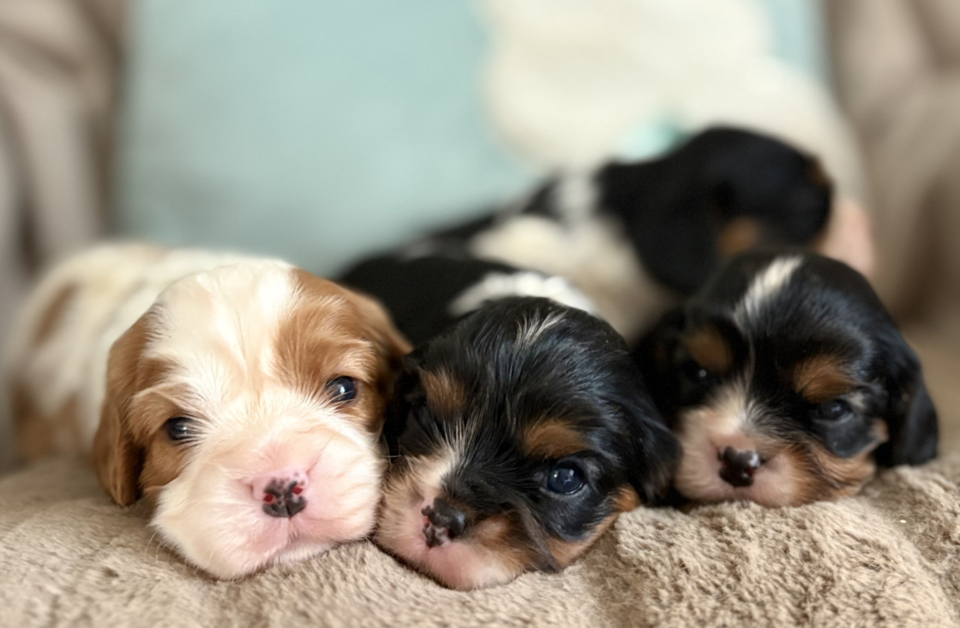 Chiot Cavalier King Charles Spaniel Sweet Baby Bear
