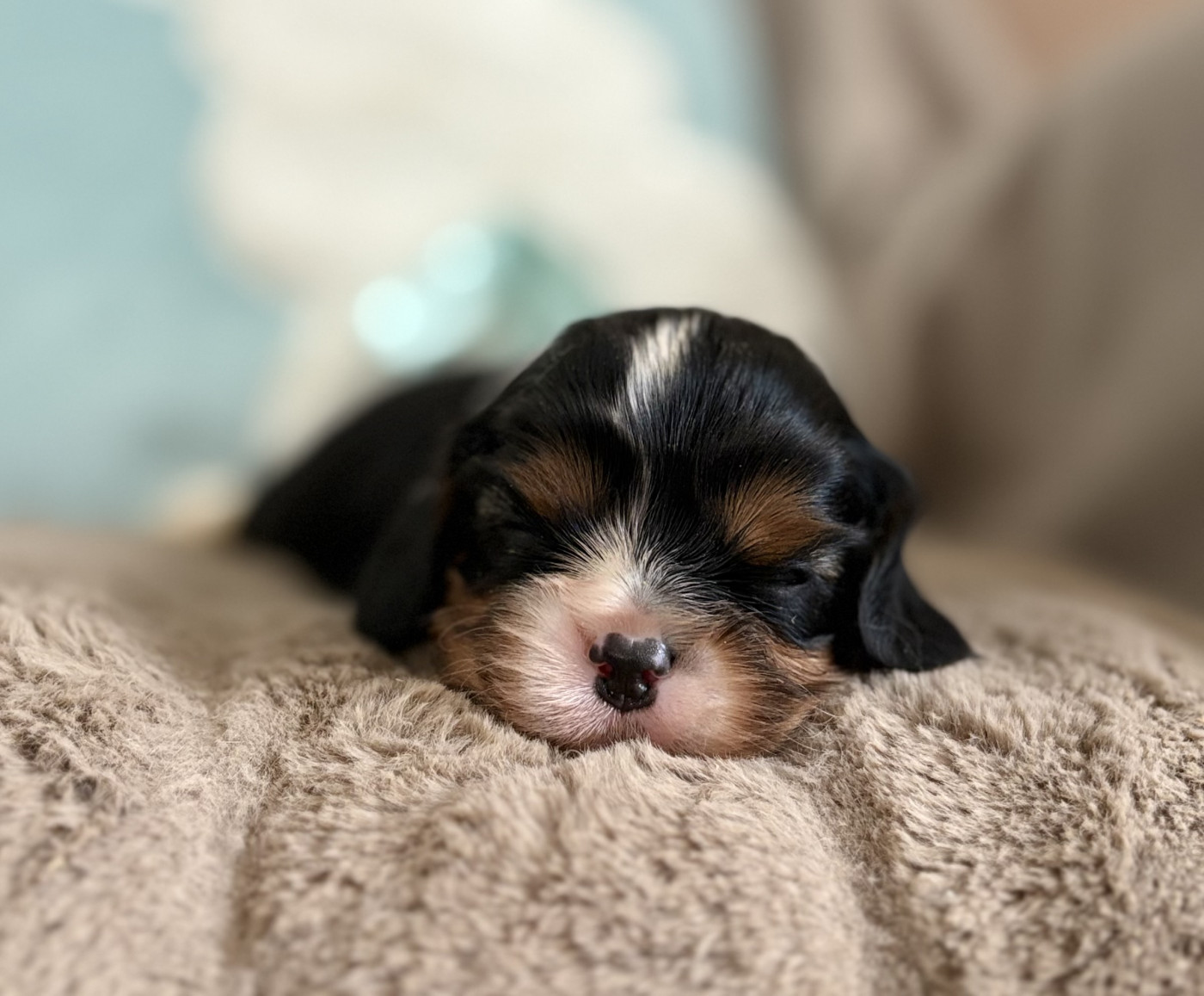 Sweet Baby Bear - Chiots disponibles - Cavalier King Charles Spaniel