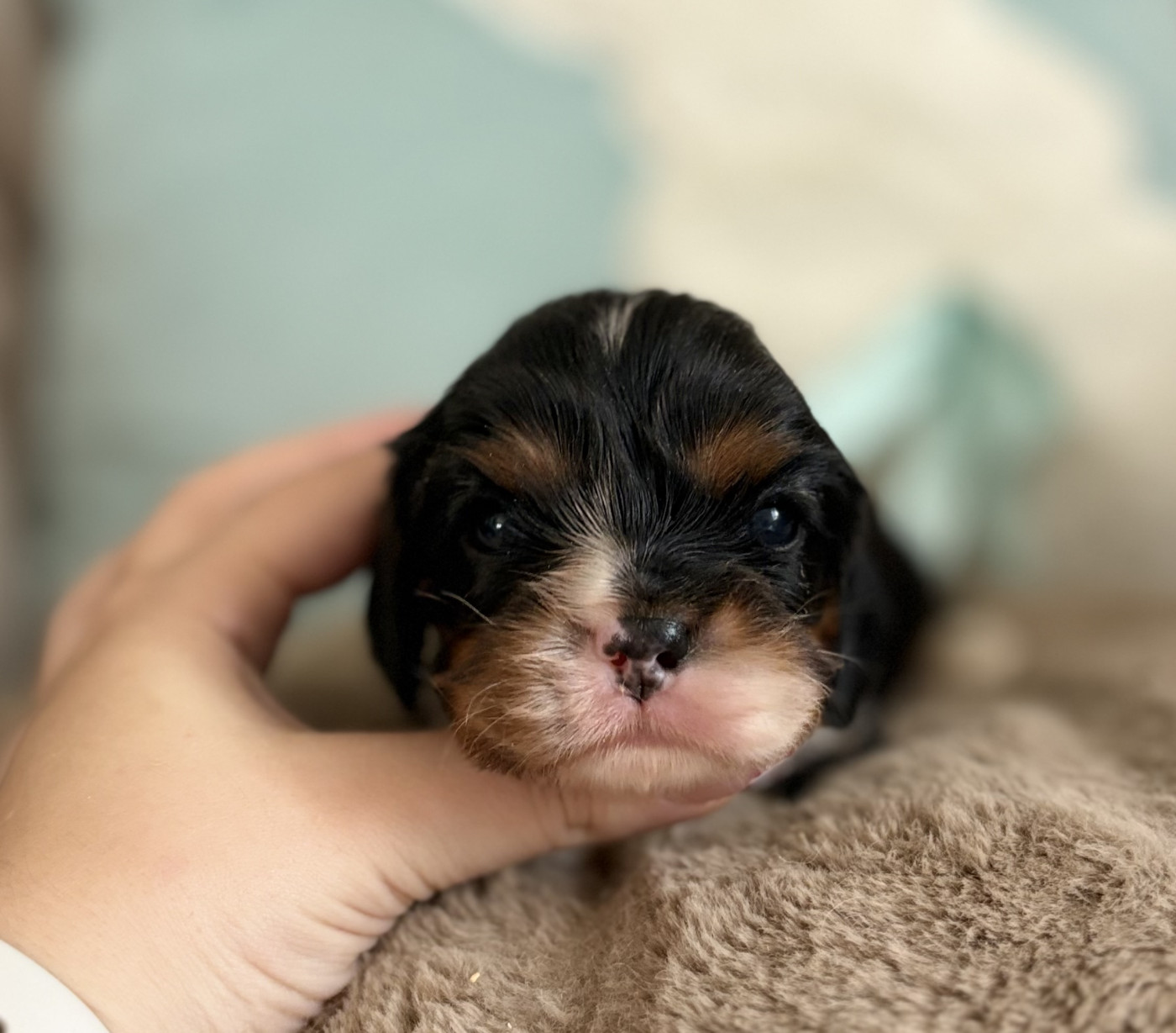 Sweet Baby Bear - Chiots disponibles - Cavalier King Charles Spaniel