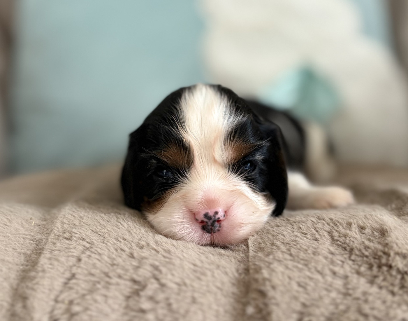 Sweet Baby Bear - Chiots disponibles - Cavalier King Charles Spaniel