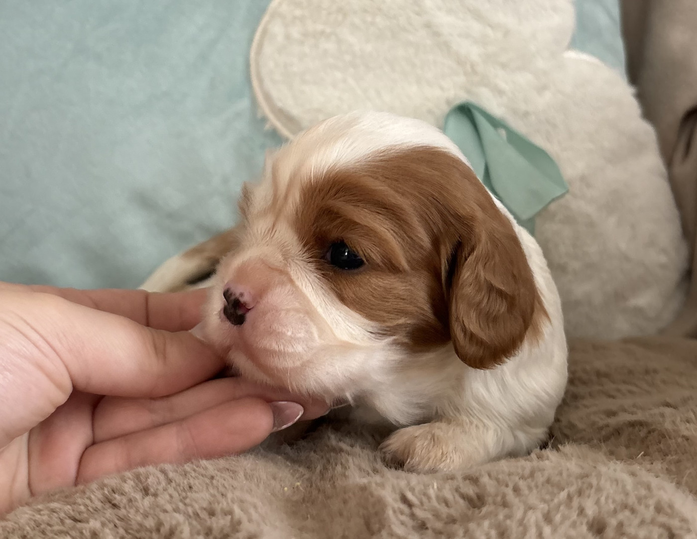 Sweet Baby Bear - Chiots disponibles - Cavalier King Charles Spaniel