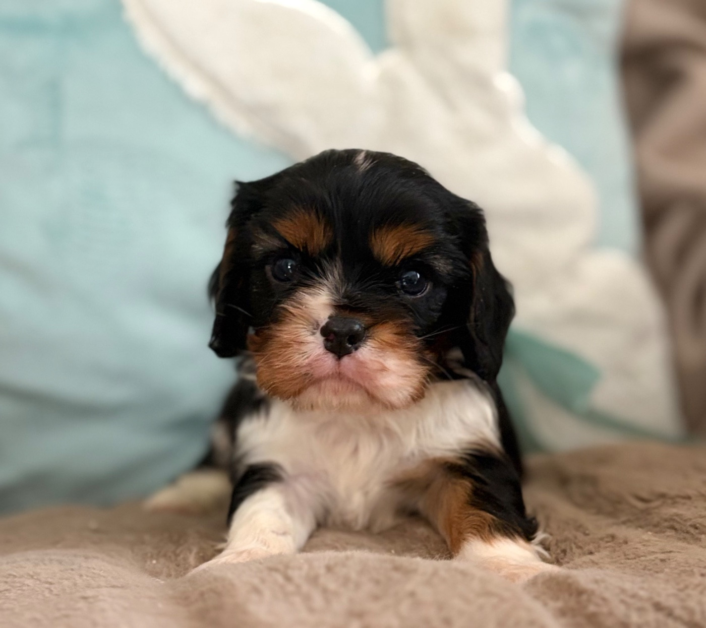 Sweet Baby Bear - Chiots disponibles - Cavalier King Charles Spaniel
