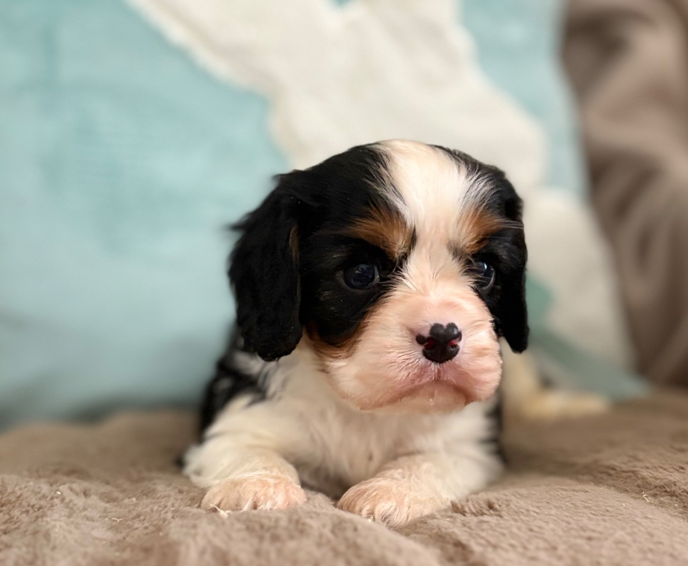 Sweet Baby Bear - Chiots disponibles - Cavalier King Charles Spaniel