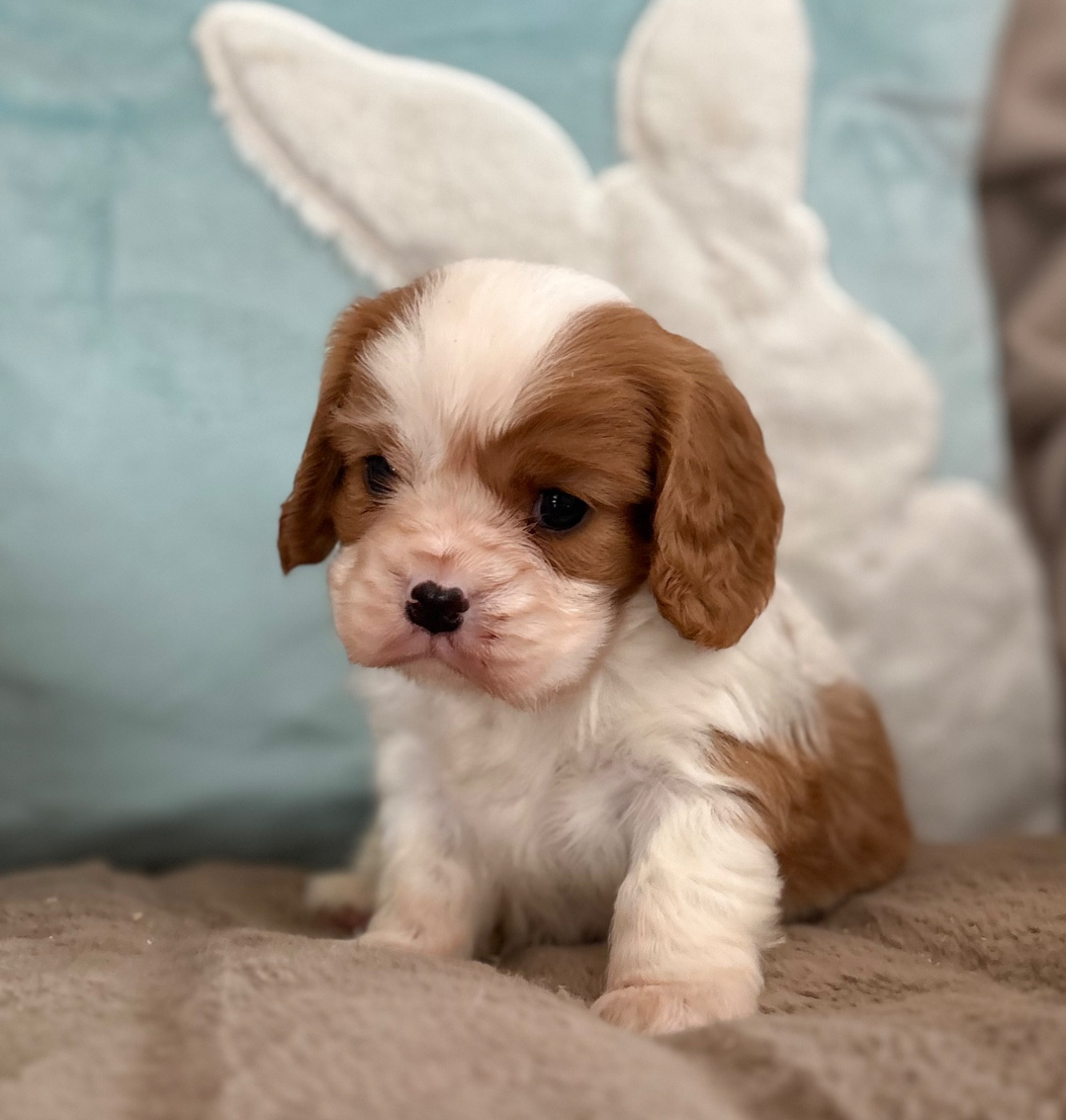 Sweet Baby Bear - Chiots disponibles - Cavalier King Charles Spaniel