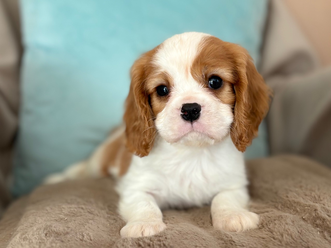Sweet Baby Bear - Chiots disponibles - Cavalier King Charles Spaniel