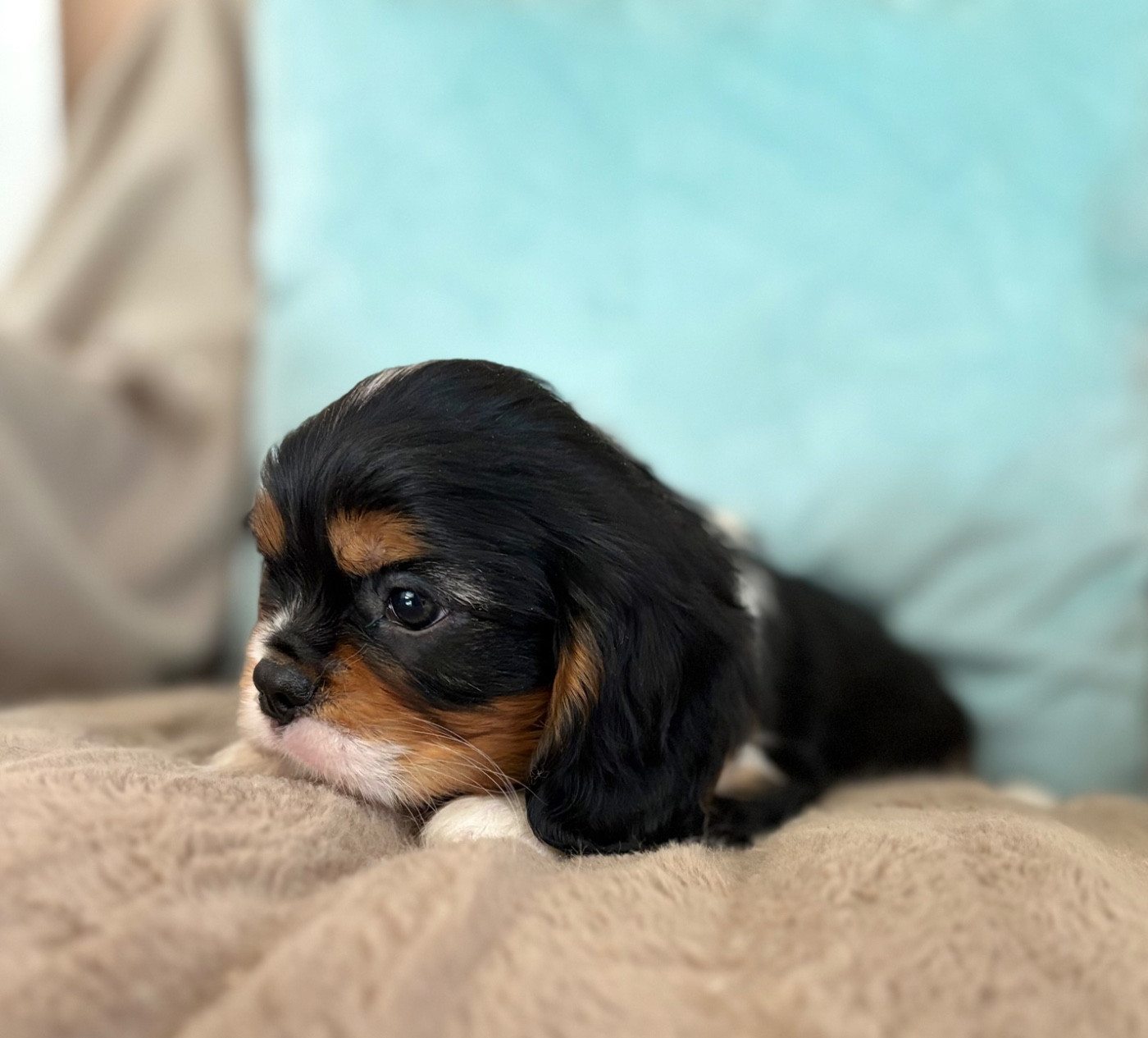 Sweet Baby Bear - Chiots disponibles - Cavalier King Charles Spaniel