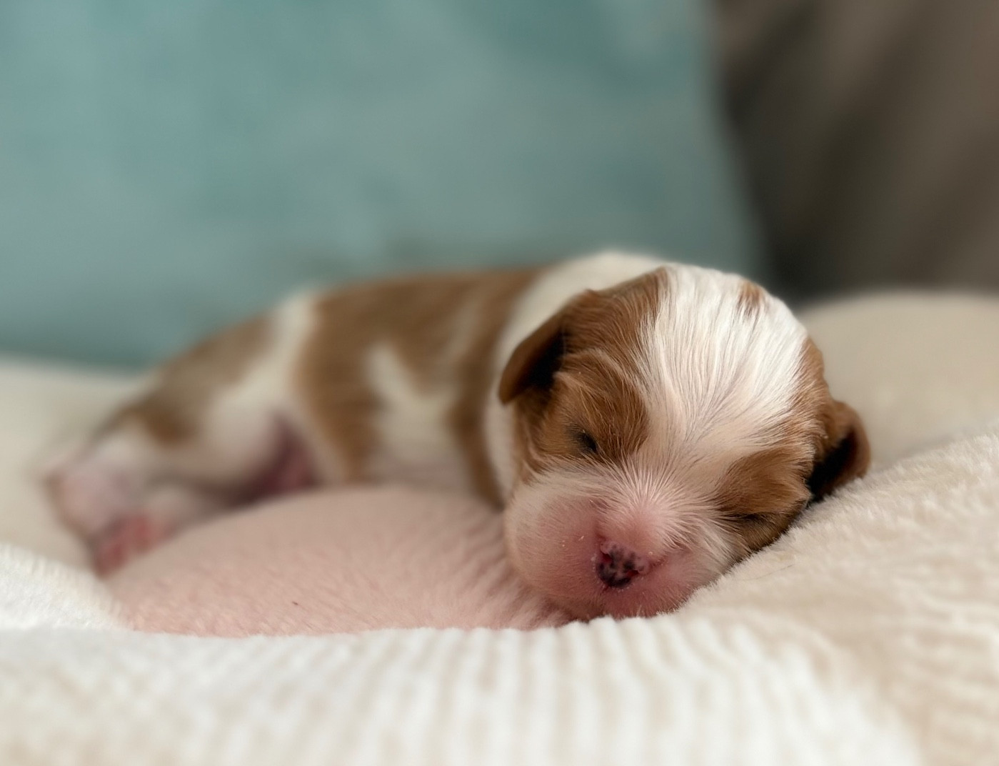 Sweet Baby Bear - Chiots disponibles - Cavalier King Charles Spaniel