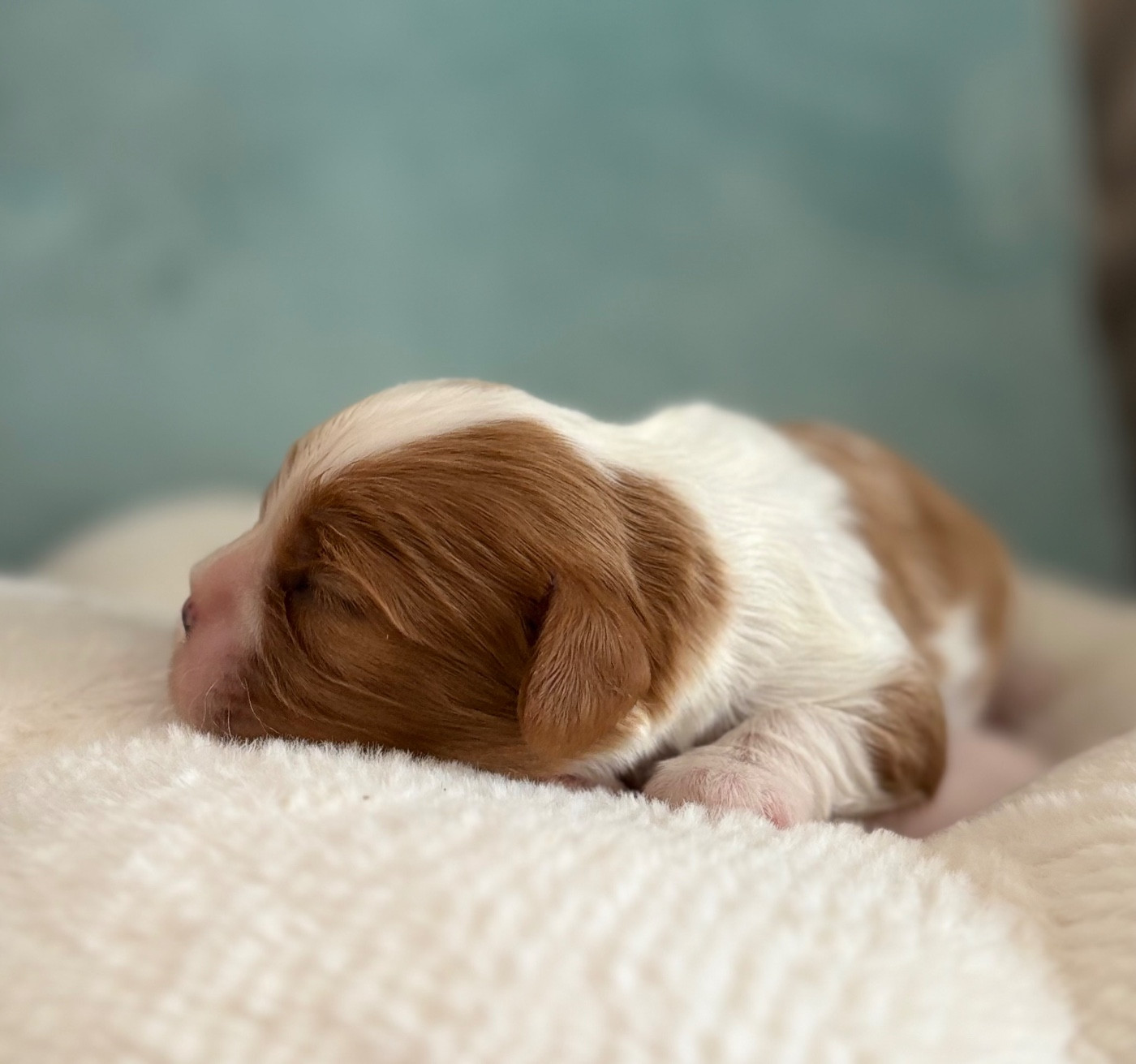 Sweet Baby Bear - Chiots disponibles - Cavalier King Charles Spaniel