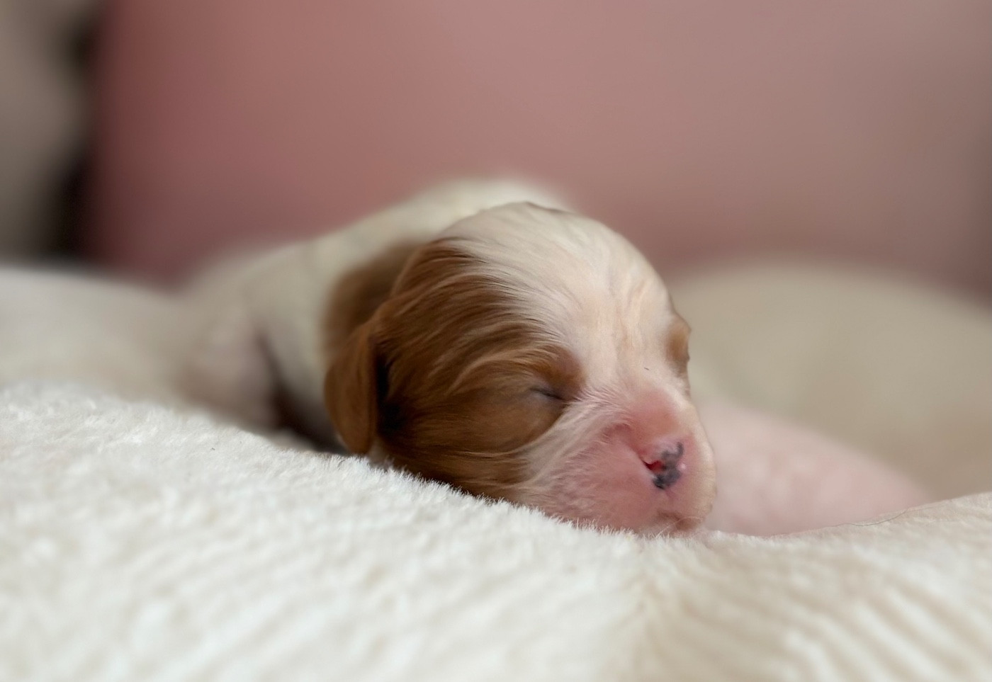 Sweet Baby Bear - Chiots disponibles - Cavalier King Charles Spaniel