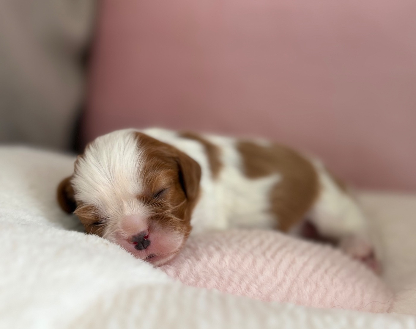 Sweet Baby Bear - Chiots disponibles - Cavalier King Charles Spaniel