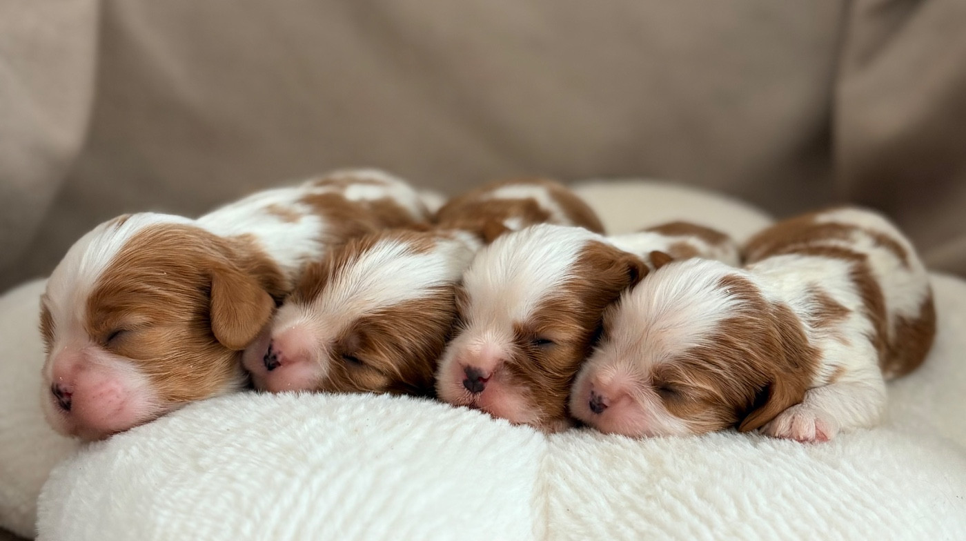 Chiot Cavalier King Charles Spaniel Sweet Baby Bear