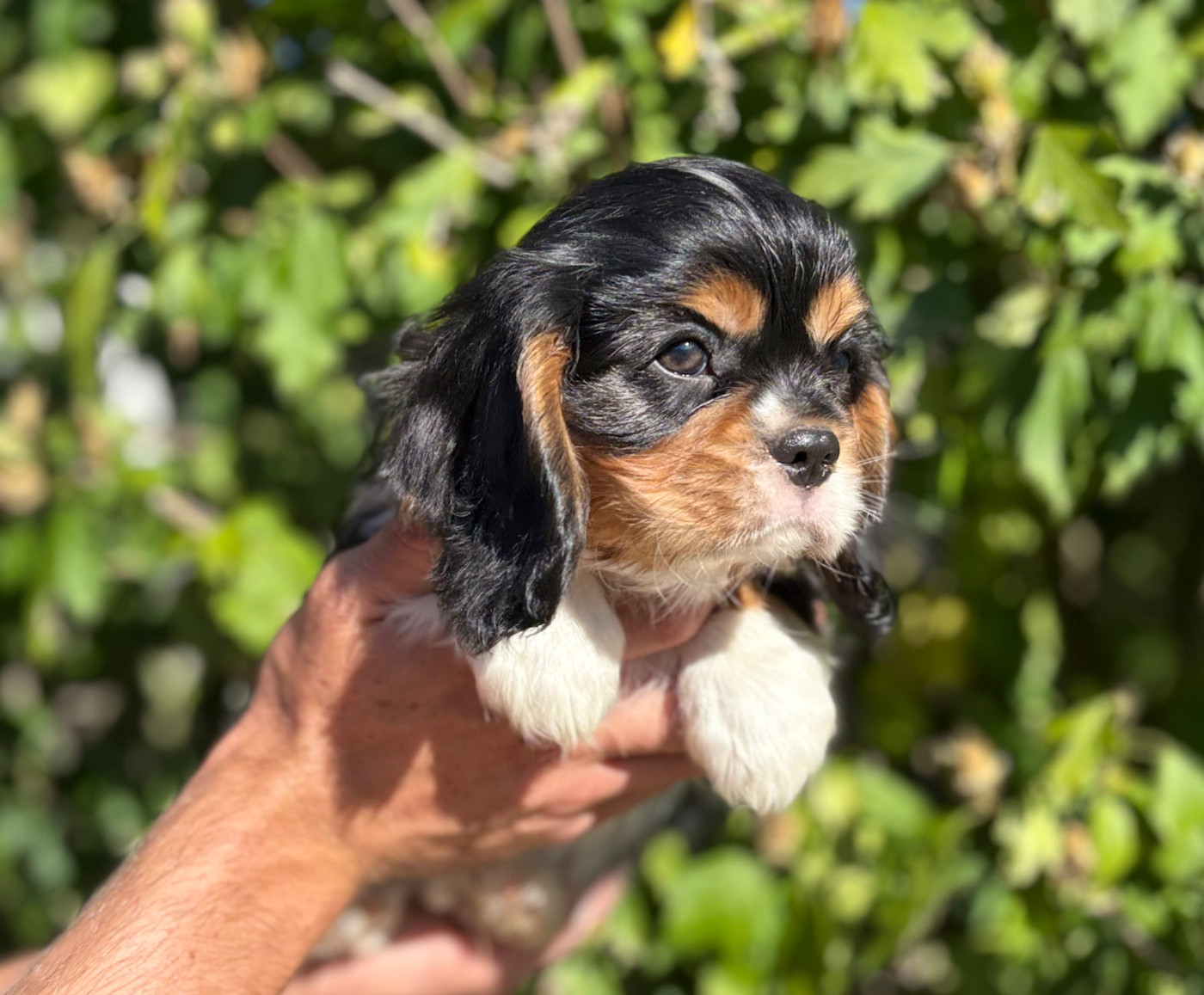 Sweet Baby Bear - Chiots disponibles - Cavalier King Charles Spaniel