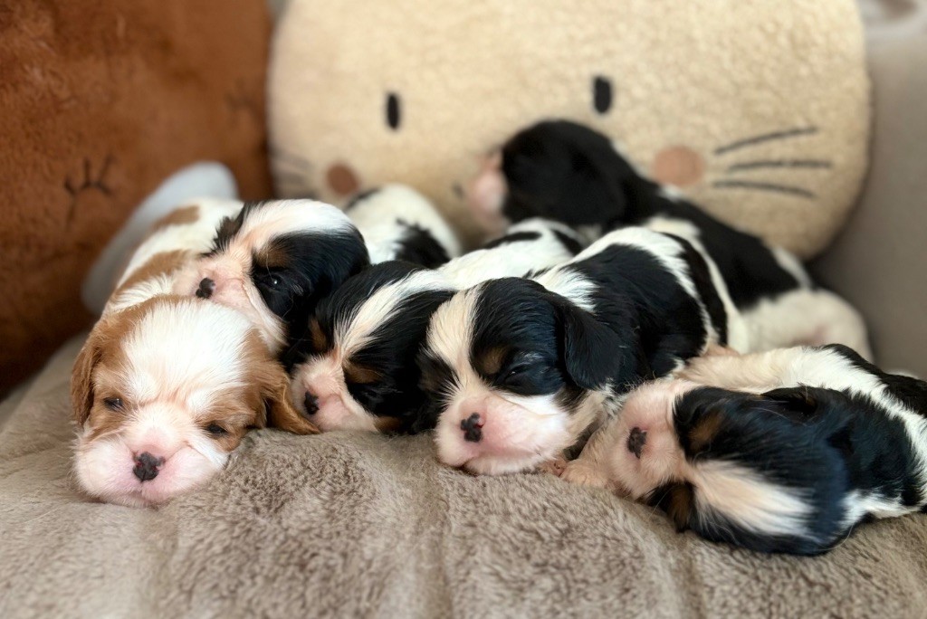 Chiot Cavalier King Charles Spaniel Sweet Baby Bear