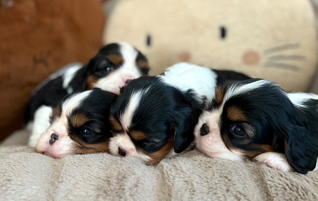 Sweet Baby Bear - Cavalier King Charles Spaniel - Portée née le 19/07/2025