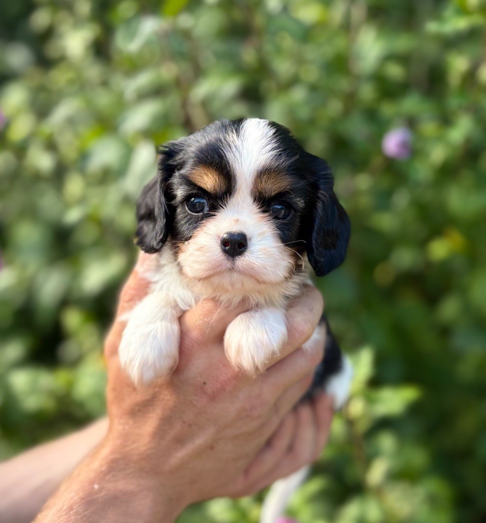 Sweet Baby Bear - Chiots disponibles - Cavalier King Charles Spaniel