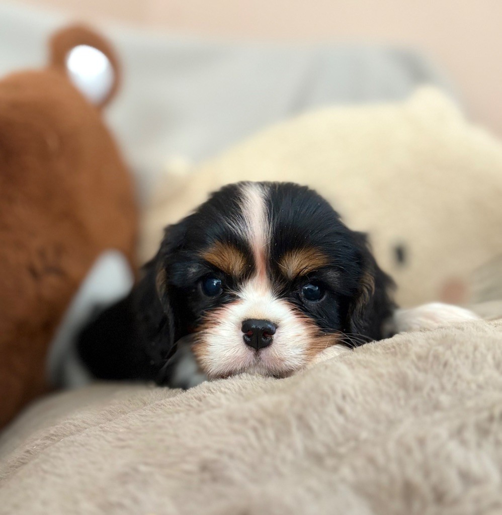 Sweet Baby Bear - Cavalier King Charles Spaniel - Portée née le 17/08/2025