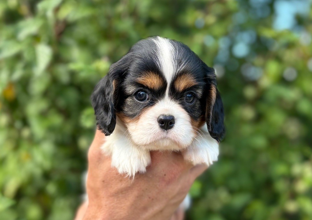 Sweet Baby Bear - Chiots disponibles - Cavalier King Charles Spaniel