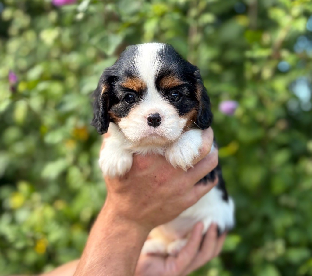 Sweet Baby Bear - Chiots disponibles - Cavalier King Charles Spaniel